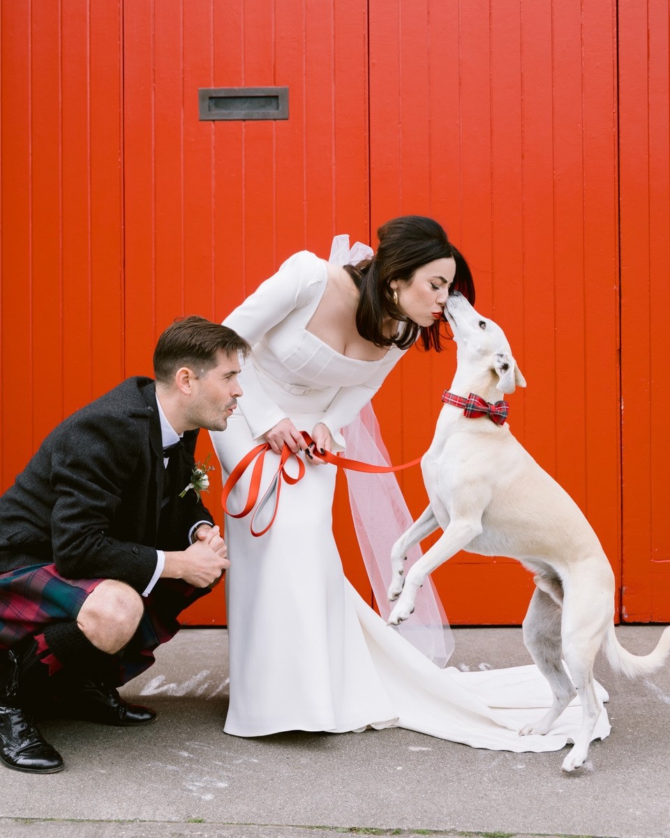 dogs at wedding